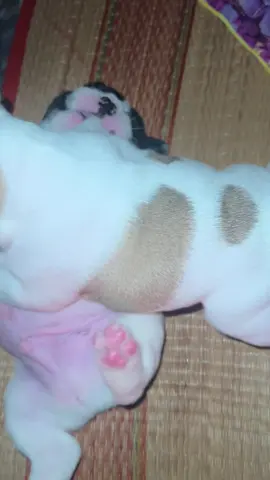 Giỡn mà kiểu này chắc nghỉ chơi sớm quá chờiiii🙄🙄😨😨 #Bullphap #frechbulldog #tiktokviral #bullphapbosua #tiktokviral 