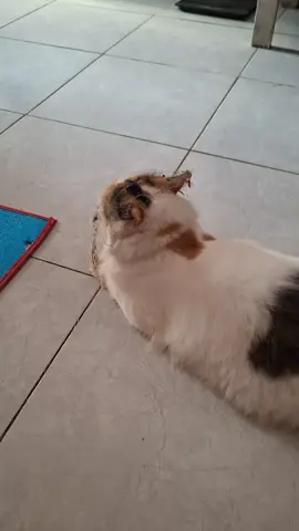 satu hari satu gebrakan ala mbrot 🤏 #catsoftheday #catsoftiktok #kucinglucu #kucinggemoy #kucingtiktok 