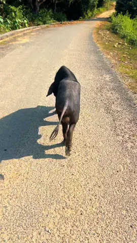 #Lachkiyo#Lachkiyo#pig#Kammar😄😄