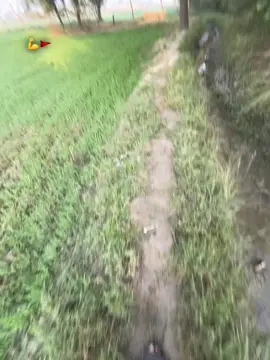 Kahani abhi khatm nhi huyee💪⚜️🚩❤️‍🔥 #forming🌾 #کسان #foryoupage #forourpage 