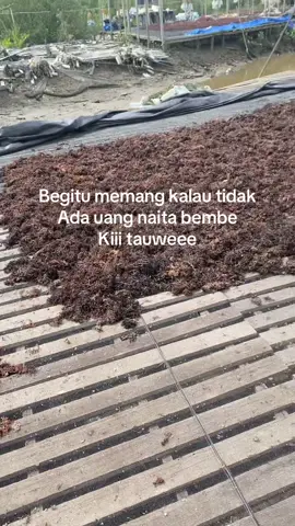 #nunukankalimantanutara  #fypppppppp  Mbeeeee🤣