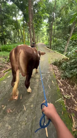 @danisss #jalanpagi#kandangwereyofarm #sapijumbo #peternaksapiindonesia #pedetsuper