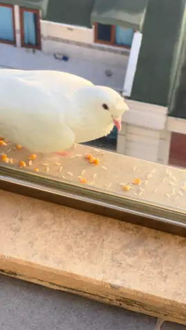 Fasülye artık günde 3 × 4 kere geliyor evde bir nefes aldu arkadaş oldu dost oldu vallahi yalnızlığımı aldı artık her gün yolunu gözlüyorum