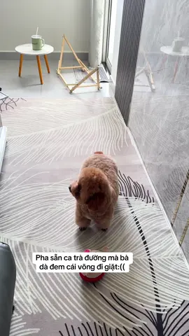 Cô chú có cần mua ly bình vào giỏ hàng bông có hoặc bên bạn bông cũng có ạ 🥰@TẠP HOÁ LUCKY TAIXANH #dog #poodle #thucung #cuncung #bongmapbabao 