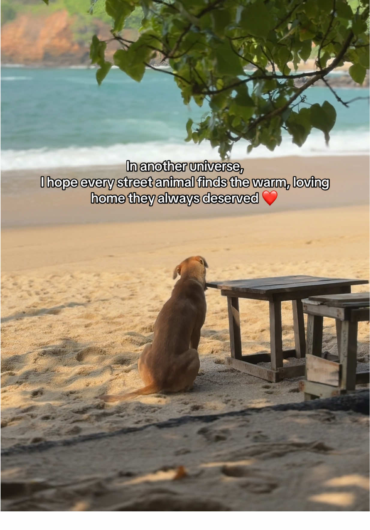 🥹❤️ #stretdogs #srilanka #beach #fypシ゚ #visitsrilanka 