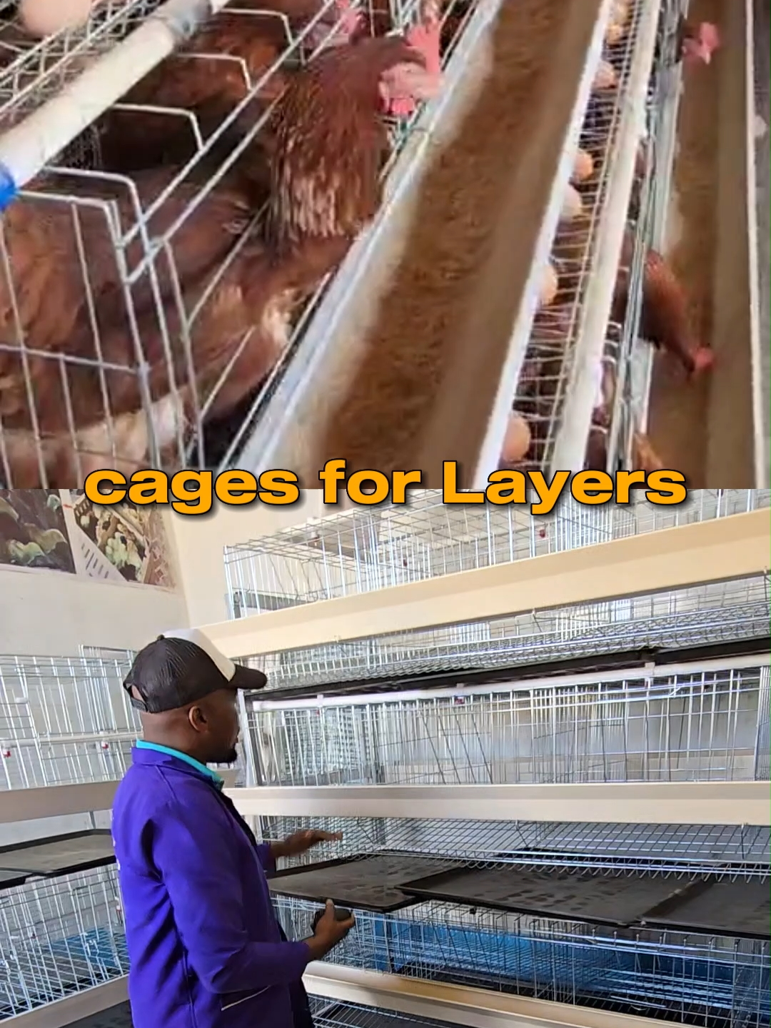 Lets explore chicken cages further... the cage used above is he H-type chicken cage, measuring 4 feet (width) by 7 feet (length) by 7.5 feet (Height) available at Eco Kuku as well as other cage types ie A type cahe (Layers) and Broiler cage. we deliver countrywide for free on orders of above 5 cages. we also do installations for free (any number of units you get) you can visit our office located in Nairobi, Kariobangi along Outer-Ring road, next to Kiamaiko Bus stop. or simply call 0710 905 696 #chickens #farming #poultryfarming #kenyantiktok🇰🇪 #kilimo #fyppppppppppppppppppppppp #poultry #december #layers #broilers #fypシ