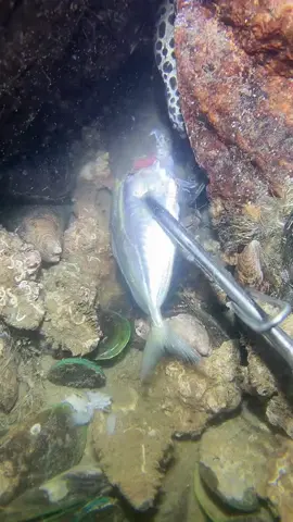 #fishing #eels #deepsea #nemo #diving #lobster #beach #crab #nature #sea #catchthesea