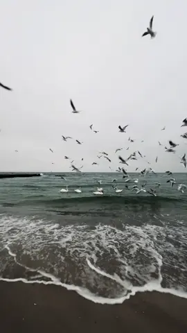 🎧🫀 #sunriseview #🌊🌊 #storm #лебеди #birds 