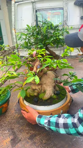 Chia tay#maivangmientay #maivangbonsai #maivangmiennam 