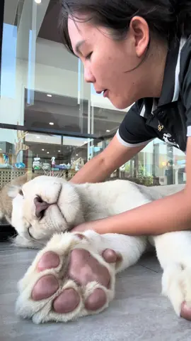 ดอลล่าร์ช่วยตื่นก่อนนน#ภูเก็ต #lion #lioncafe #คนเลี้ยงสิงโต @Doris02🌷🤍 