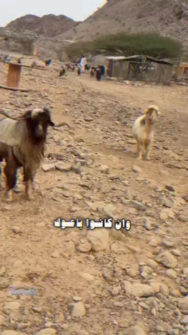 #ماشاءالله_تبارك_الله #صينيين_مالهم_حل😂😂طشونيييييي💞☺️😉 