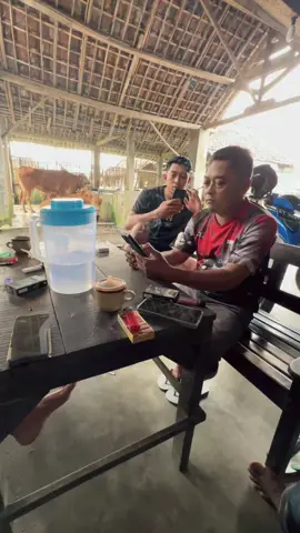 Adu mekanik nk kene #bandarsapi #bakulsapi #pedetan #sapisuper 