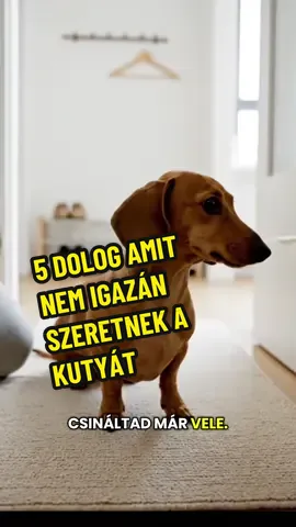 5 dolog amit nem szeretnek a kutyàk. A legtöbb gazdi nem is sejti, milyen apróságok árthatnak a kapcsolatnak… Ebben a videóban olyan dolgokra derül fény, amelyekre senki sem gondolna elsőre. Ha fontos számodra a kutyád, ezt mindenképp érdemes végignézni. #kutya #kiskutya #mancspont #tacskó #tacsi