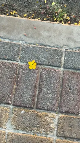 صباحات ديسمبر 🍁🥀#الخبر♥️ 