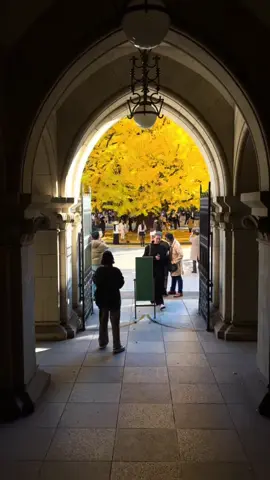 Great Ginko Tree at Tokyo University 🥰🥰