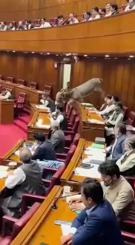 کوئی بتا سکتا ھے کہ یہ کون ھے ؟ #foryoupage❤️❤️ #Unexpected #ParliamentComedy #fyp #viral 