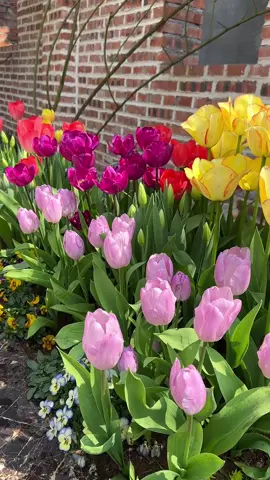 Tulip xinh đẹp ơi là xinh đẹp 