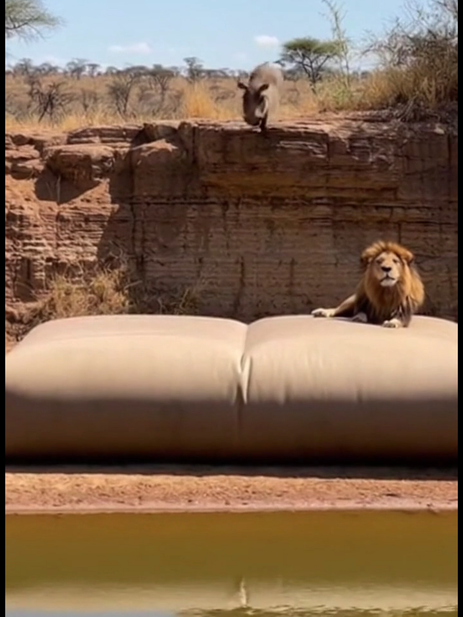 😂 Warthog vs Lion Funny Moments 🦁🐗 #animals