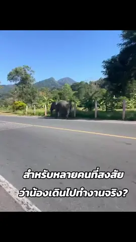 น้องเดินไปทำงานจริงๆคะ @ช้างอ้วน ตัวจริงน้องน่ารักกว่าในวีดีโออีก  #แวะไปหาน้องกันเยอะๆน้า 🥰