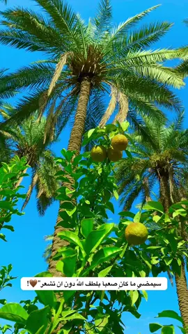 جزء53#تصويري_احترافي_الاجواء👌🏻🕊😴 #تصويري_احترافي_الاجواء👌🏻🕊😴 #عباراتكم_الفخمه📿📌 #عباراتكم_الفخمه📿📌 #fyp 