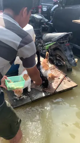 Kucing juga makhluk hidup yang harus di jaga #PrayForSumatera #fyp #banjir #catlover 