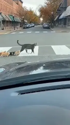 Angry Mama tabby cat protect her kitten#foryoupage #viralvedio❤ #funnypets 