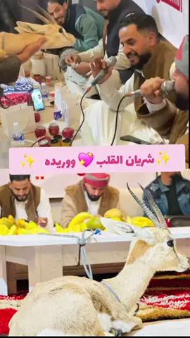 جدي الريم ✨️ . . #لايك__explore___ #متابعه #إعادة_النشر🔄 #شريان_القلب_ووريده💓 #fyppppppppppppppppppppppp 