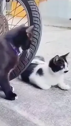 Mèo ơi xem cố gái đang đi đẹp quá #cogaidep #meodethuong #@kstuanbao