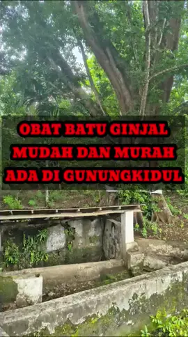 Sendang Natah Air Obat Batu Ginjal #yogyakarta #fyppppppppppppppppppppppp #viral #obatherbal #gunungkidul 