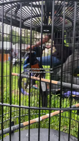 🙌🏻 #kicaumania #muraibatu #kicaumaniaindonesia #kicaumanianusantara #muraibatumania 