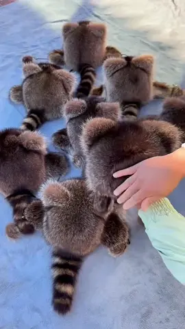 🦝#genzstore #y2kfashion #blackfriday 