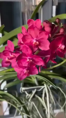 pesona keindahan anggrek Vanda yang tak lekang oleh waktu #anggrek #anggrekvanda #flowers #garden #fyp 
