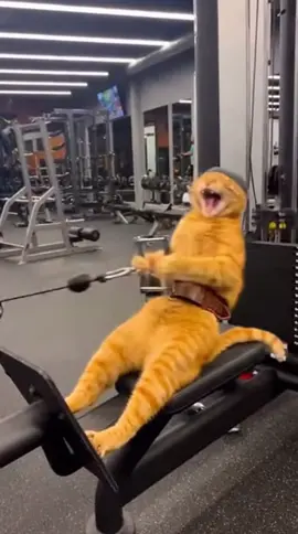 Good job, cat, keep it up#😂 #FunnyCatVideo #CatChase #CatShoplifter #fyp 