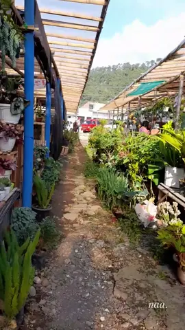 di pasar kopeng ada apaa?🤏 yapp ada macam macam tanaman yang cantikcantik dan nyegerin buat dilihat🥰☘️✨️🌿 #kopeng #pasarkopeng #jualbelitanamanhias #salatiga #semarang 