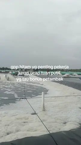 😆 #petambakmuda #fyp #tambakudang #udangvaname 