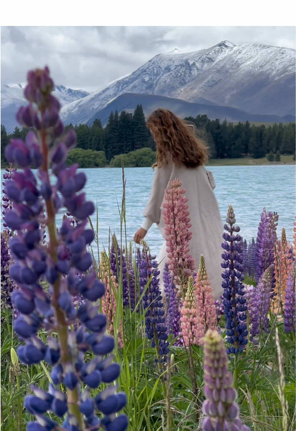 📍Lake Tekapo, New Zealand #Lupins #LakeTekapo #SouthCanterbury #SouthIsland #NewZealand 