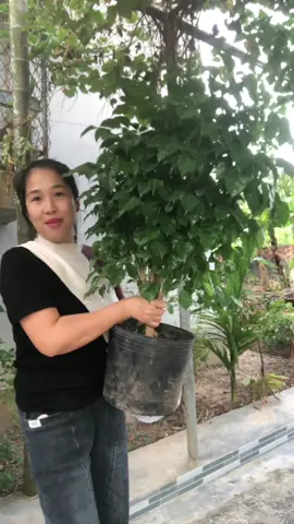 cây hạnh phúc #mevathicom17 #cayhanhphuc #cayphongthuy 