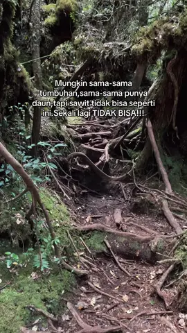 Telinga pun punya daun kok😔 #indonesia #prayforsumatera #hutan 