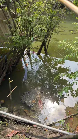 Làm lăn xê câu cấu kiếng #pet #xuhuongtiktok #fyp 