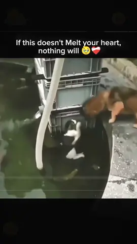 Banjir melanda aceh kabupaten pidie jaya semoga semuanya tertasi #banjir #banjirbandangaceh #sumatera