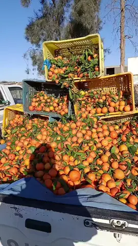 #شعب_الصيني_ماله_حل😂😂 