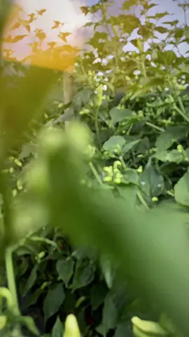 Ngikut yang lagi rame di bulan Desember 😬 #petaniindonesia🇮🇩🇮🇩🇮🇩🌿🌿 #petanicabe🌶 #petanimilenial 