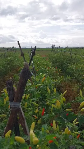 🤣🤣🤣 #cabai #pupukcabai #cabaiori #pupukcabai #fyp 