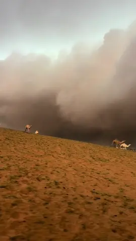 #البل #بدو #الوسم⚡️ #اكسبلور #fyp 