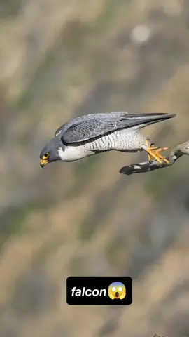 #CapCut #foryou #🦅 #💀 #END 