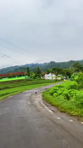 Sepanjang dalan kie’ kenangan apa sing wis tau ana ng dalan kie😊#fyp#fyppppppppppppppppppppppp#kebumen#jalandesa#kebumenexplore