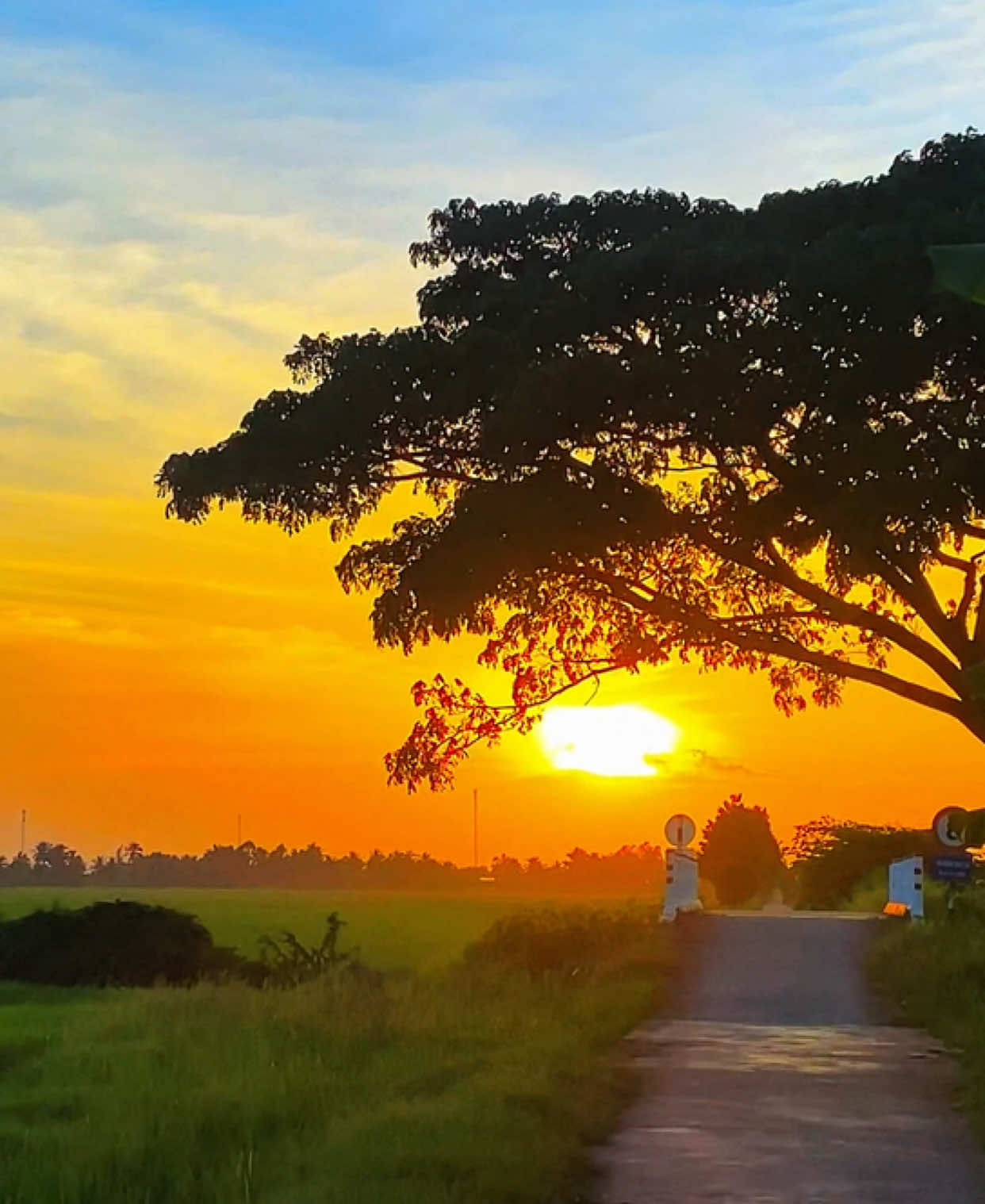 Phần 16 |”Thầy bói nói là cưới em về đời anh bớt khổ 🤭#chill#canhdepmientay#xuhuong 