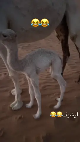 #وينكم حقين المزين  الله يرحمه 😂😂#الشعب_الصيني_ماله_حل😂😂 #اكسبلورexplore #كسبلور_تيك_توك_مشاهير_🔥🔥🔥 