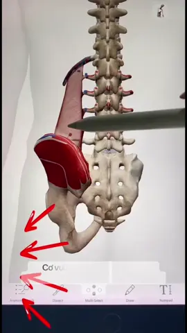 Cơ vuông thắt lưng căng hoặc mất cân bằng có thể kéo lệch vùng chậu và tạo áp lực lên thắt lưng. Trị liệu đúng cách giúp giải phóng co cứng, đưa cơ thể về lại trục và làm lưng dưới nhẹ hơn.#vatlytrilieu #cơvuôngthắtlưng #lệchhông #therapy #anatomyandphysiology 