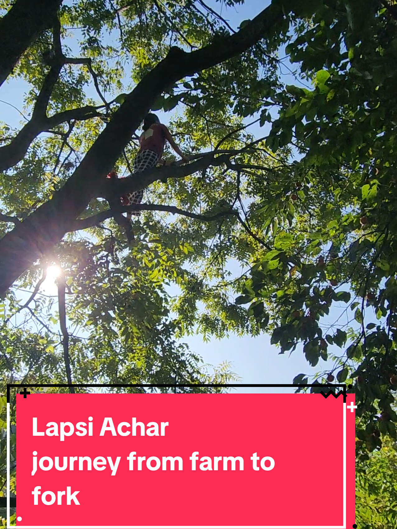 Lapsi Achar harvested directly from our farms. #creatorsearchinsights #Lapsi #LapsiAchar #gharkaimitho 